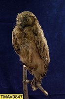 藏品(黃魚鴞)的圖片